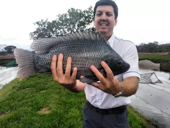 TILÁPIA ][ Estudo aponta oportunidades para produtores brasileiros no mercado internacional da espécie